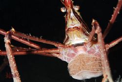 Carrying eggs. I found this spider crab past weekend in S... by Arthur Telle Thiemann 